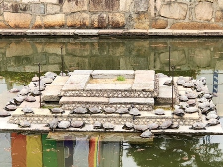 20240420　四天王寺 (8).JPG