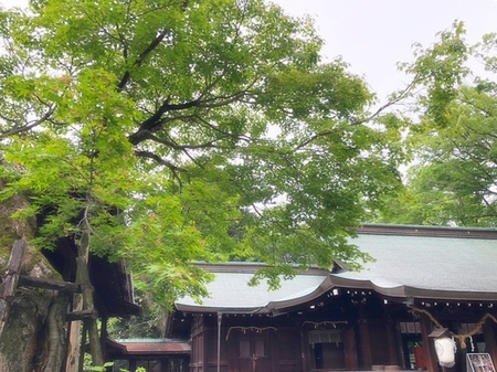 20240531　水無瀬神宮　minasejingu (7).JPG