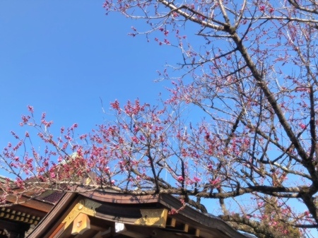 20250309　北野天満宮　Kitanotenmangu (13).JPG