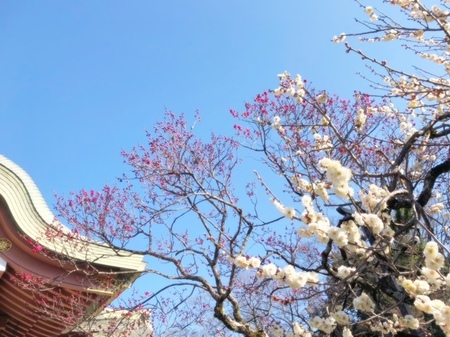 20250309　北野天満宮　Kitanotenmangu (14).JPG