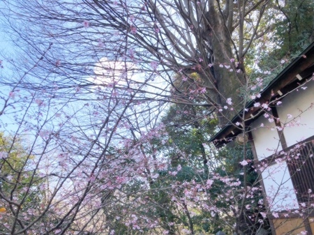 20250309　平野神社　Hirano jinja (7).JPG