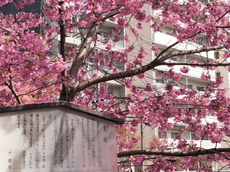 20250330　一条戻橋.JPG