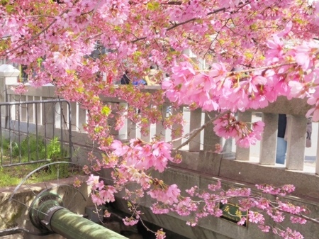 20250330　一条戻橋 (2).JPG