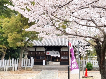 20250406 Jogu tenmangu (2).JPG