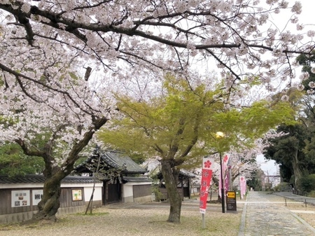 20250406 Jogu tenmangu (9).JPG
