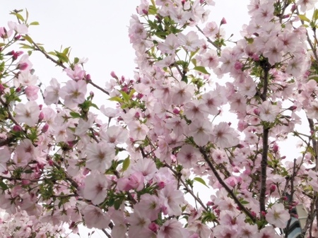 20250418　コープ島本　桜.JPG