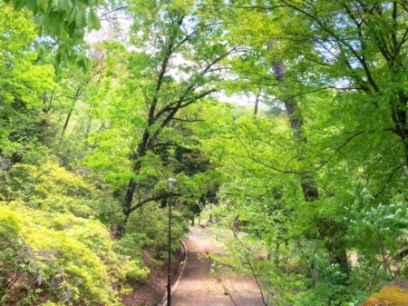 20250429　Takaragaike park (18).JPG
