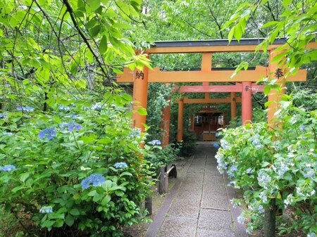 20250615　Hirano jinja (2).JPG