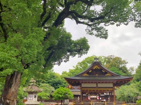 20250615　Hirano jinja (7).JPG