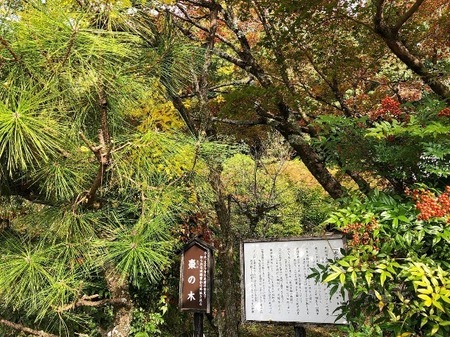 乃木神社　nogijinja  (8).JPG