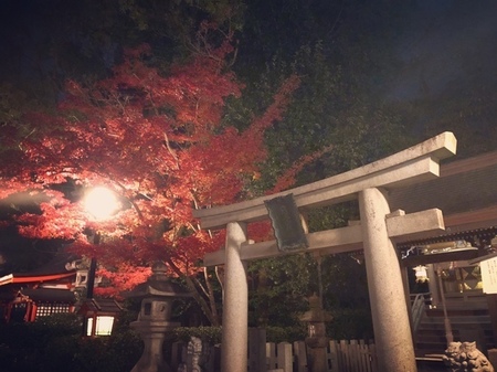 京都　八坂神社　紅葉.JPG