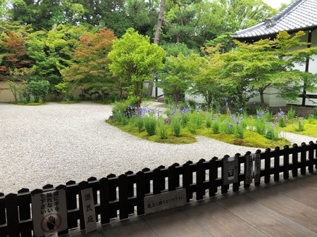 京都　廬山寺　源氏庭　rozanji genjitei  (10).JPG