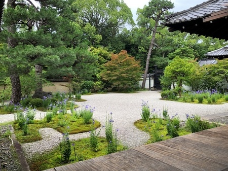京都　廬山寺　源氏庭　rozanji genjitei  (11).JPG