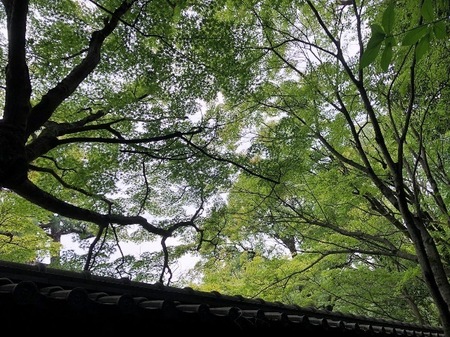 京都　廬山寺　rozanji  (9).JPG