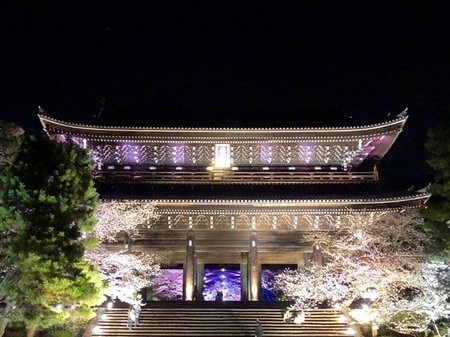 京都　知恩院ライトアップ　桜　夜桜.JPG