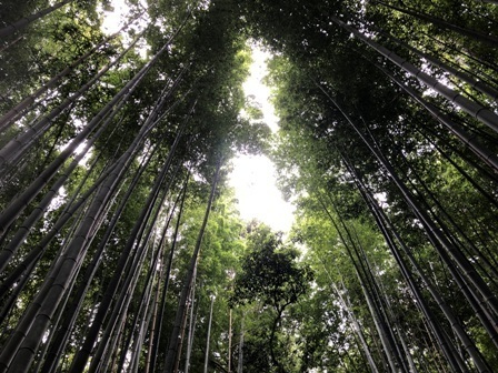 京都嵐山竹林.JPG