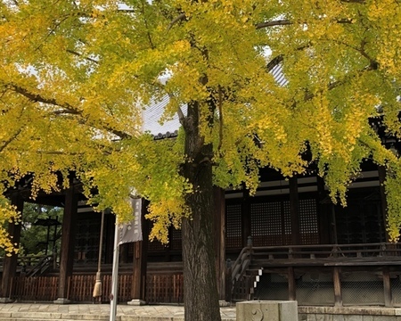 京都紅葉　頂妙寺.jpg
