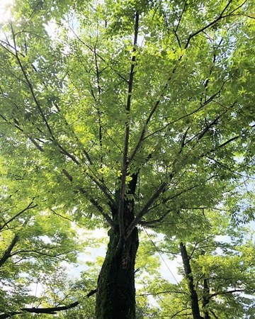 北野天満宮.JPG