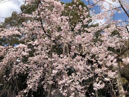 大阪　離宮の水　水無瀬神宮　桜 (2).jpg