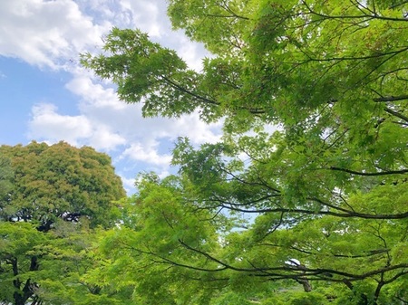 平等院　20230416 (7).JPG