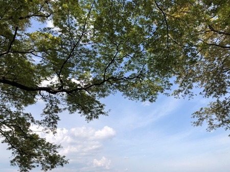 桜2023　石清水八幡宮 (11).JPG