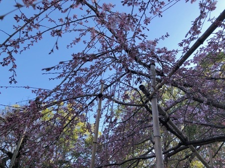 水無瀬神宮枝垂れ桜 (4).JPG