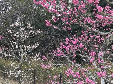 長岡天満宮 梅林　nagaokatenmangu (8).JPG
