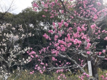 長岡天満宮 梅林　nagaokatenmangu (9).JPG