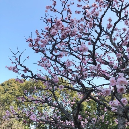 長岡天満宮 梅.JPG