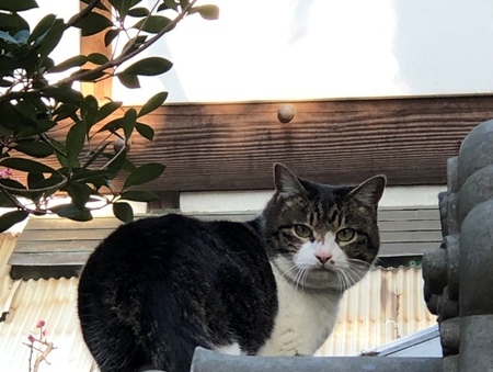 長岡天満宮にて 猫.jpg