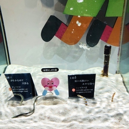 NIFREL　ニフレル (6).JPG